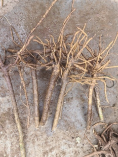 中药材100颗大通草二年老桩苗 通脱木通草根通花根 通草老桩现挖