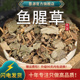 鱼腥草中药材新鲜鱼腥草干茶鱼星草鱼醒草折耳根非野生泡水喝干货