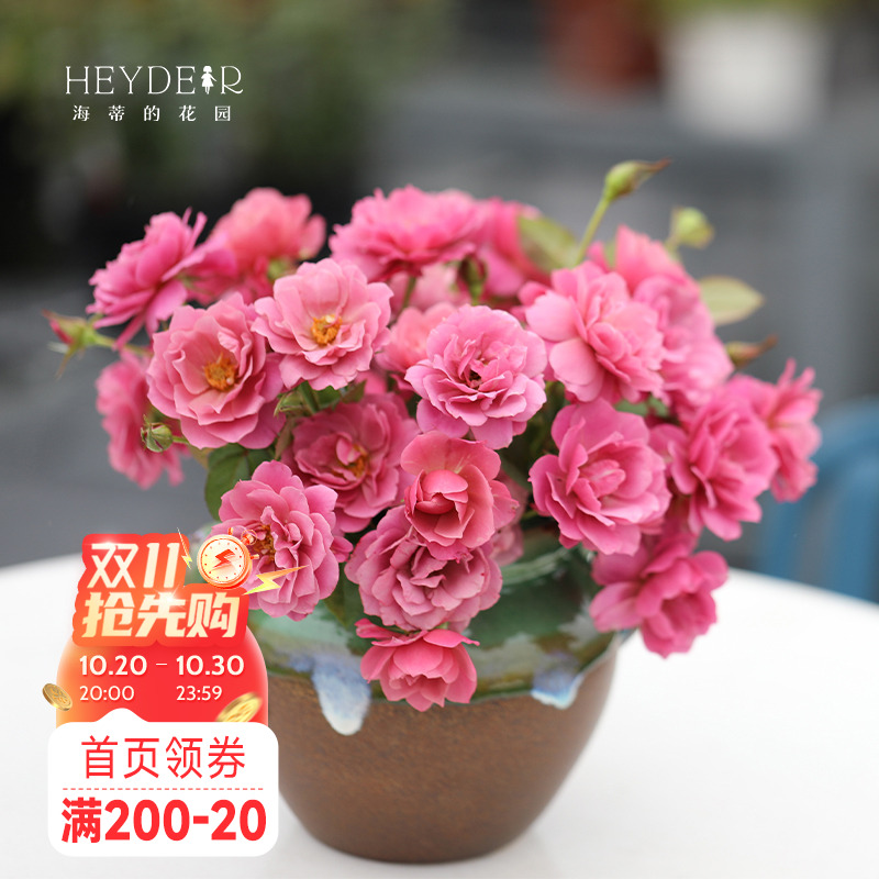 海蒂的花园复古色露台盆栽苗灌木