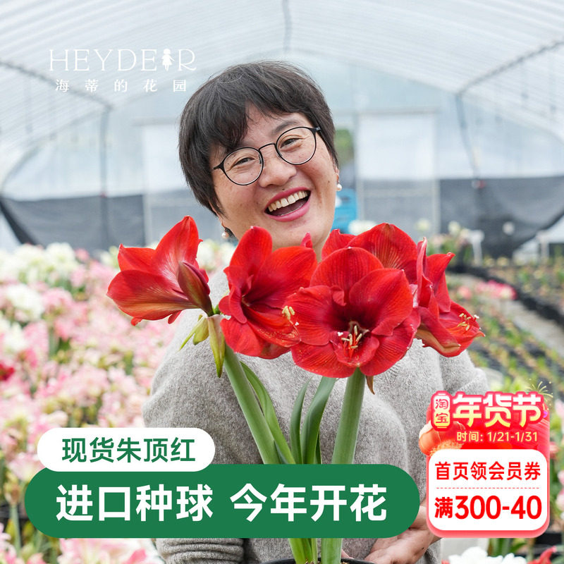 海蒂的花园朱顶红种球进口重瓣阿弗雷新年快乐开花球根海妈,鲜花速递/花卉仿真/绿植园艺,种球/裸根,淘宝优惠券,粉丝福利购,淘宝优惠卷