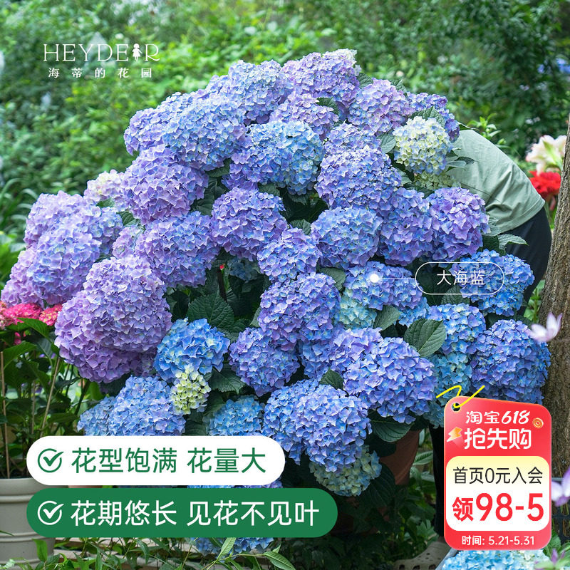 海蒂的花园绣球花苗盆栽无尽夏万华镜大花阳台花园庭院花卉海妈