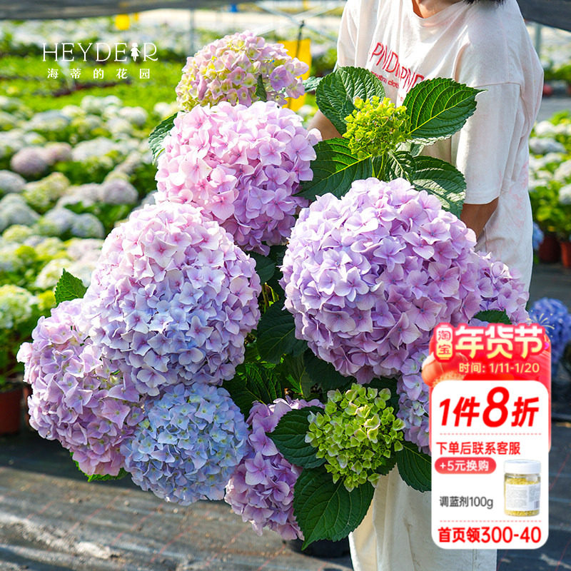 海蒂的花园绣球花盆栽花苗大海蓝薄荷拇指地栽阳台花园庭院植物,鲜花速递/花卉仿真/绿植园艺,绣球/木绣球/木本植物,淘宝优惠券,粉丝福利购,淘宝优惠卷