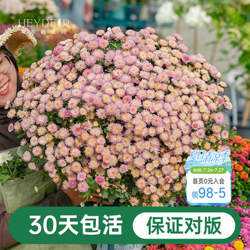 球菊菊花盆栽多年生花卉好养