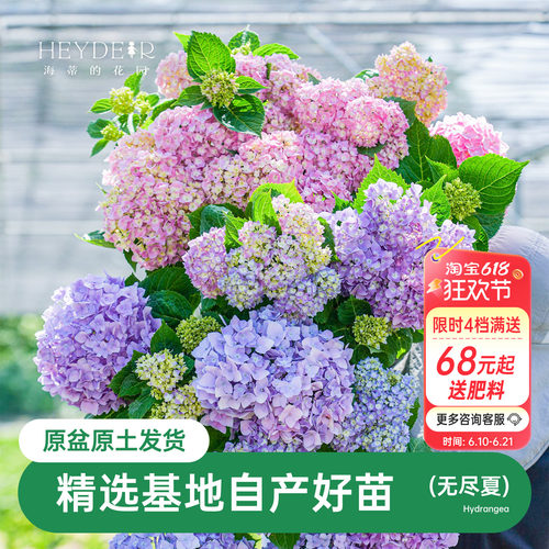 海蒂的花园大花绣球无尽夏花苗新老枝盆栽阳台庭院地栽好养花卉