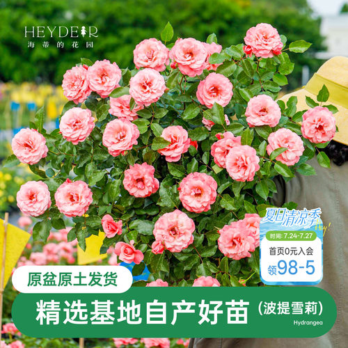 长势强健直立性好粉色月季