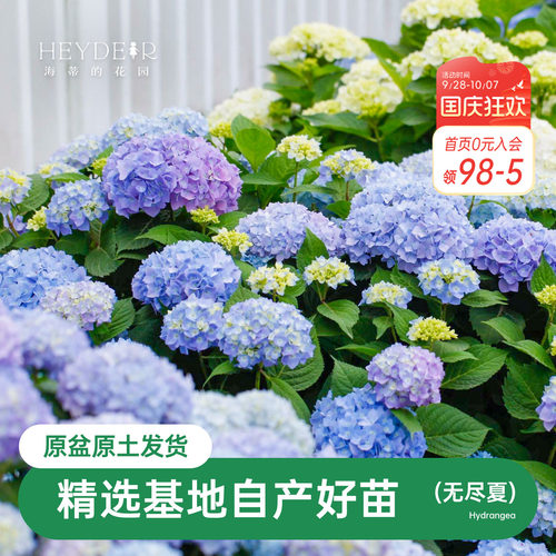 海蒂的花园无尽夏阳台庭院别墅