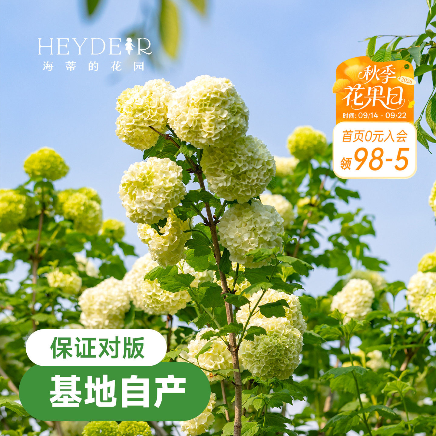 海蒂欧洲绣球花苗玫瑰庭院图片