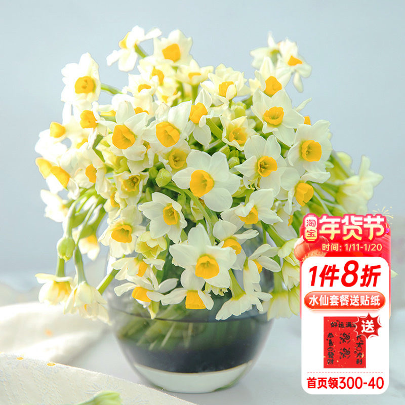 海蒂的花园漳州水仙种球花盆栽水养水培盆冬季室内阳台开花有香味,鲜花速递/花卉仿真/绿植园艺,种球/裸根,淘宝优惠券,粉丝福利购,淘宝优惠卷