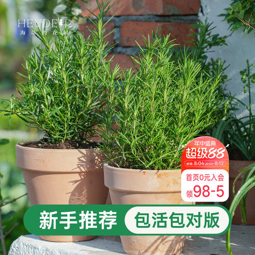 海蒂的花园迷迭香盆栽可食用室内绿植桌面阳台庭院老桩植物种植苗