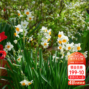 海蒂的花园漳州水仙种球花盆栽冬季年宵花卉室内阳台开花海妈推荐