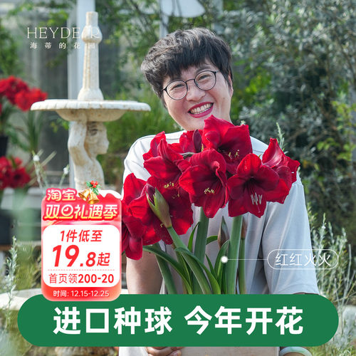 【小红书10万人种草】进口朱顶红