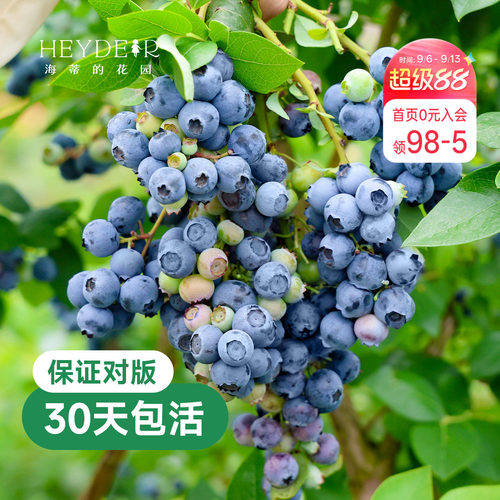 带花苞今年收果盆栽苗