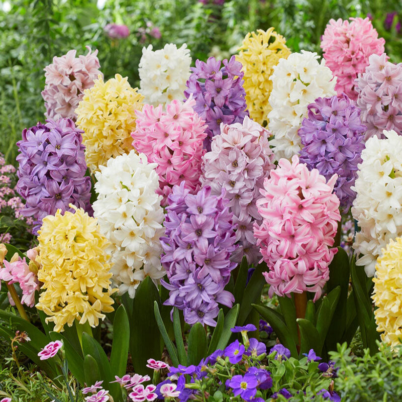 海蒂的花园风信子球根花卉阳台花园盆栽地栽芳香花卉植物盆栽种球