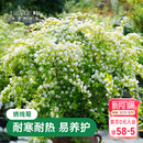 海蒂 绣线菊黄金喷泉花灌木庭院观花观叶花卉植物盆栽花苗 花园