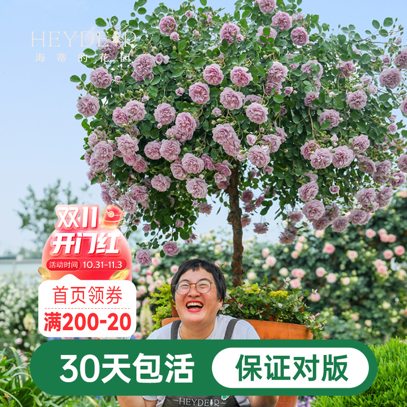 海蒂的花园蓝色阴雨爬藤月季四季阳台庭院垂吊花卉植物盆栽花苗