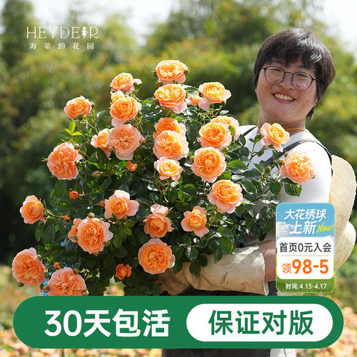 海蒂的花园月季花苗粉色龙沙宝石蓝色阴雨爬藤室外地栽盆栽