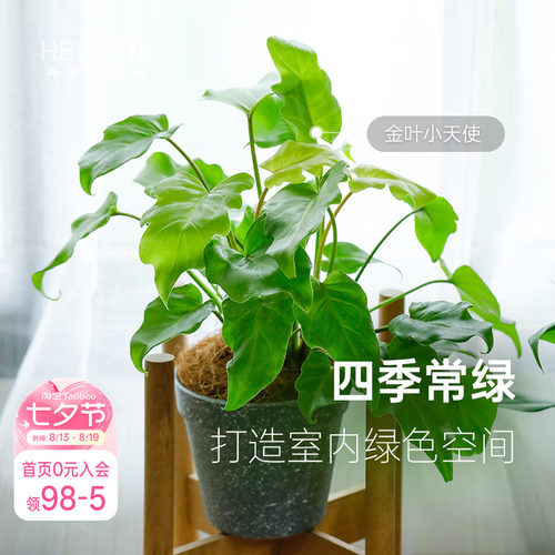 蔓绿绒客厅书房书桌室内观叶绿植