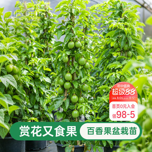 海蒂的花园百香果果苗观花观果