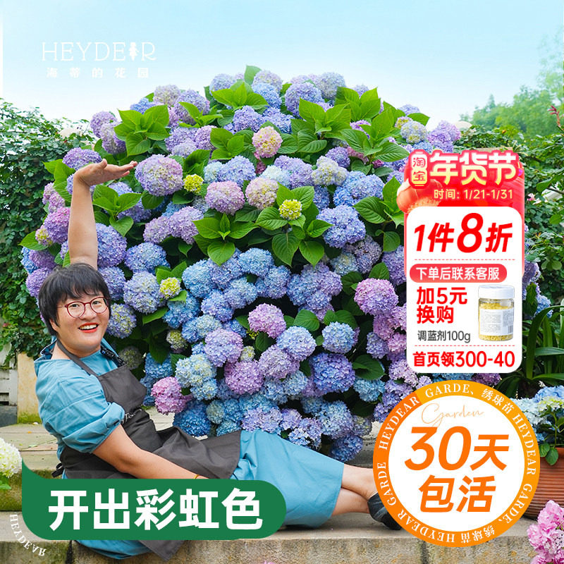 海蒂的花园绣球花苗无尽夏大海蓝万华镜阳台四季种植物树苗盆栽,鲜花速递/花卉仿真/绿植园艺,时令草本花卉,淘宝优惠券,粉丝福利购,淘宝优惠卷