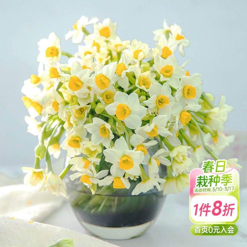 海蒂的花园漳州水仙种球花盆栽水养水培盆冬季室内阳台开花有香味