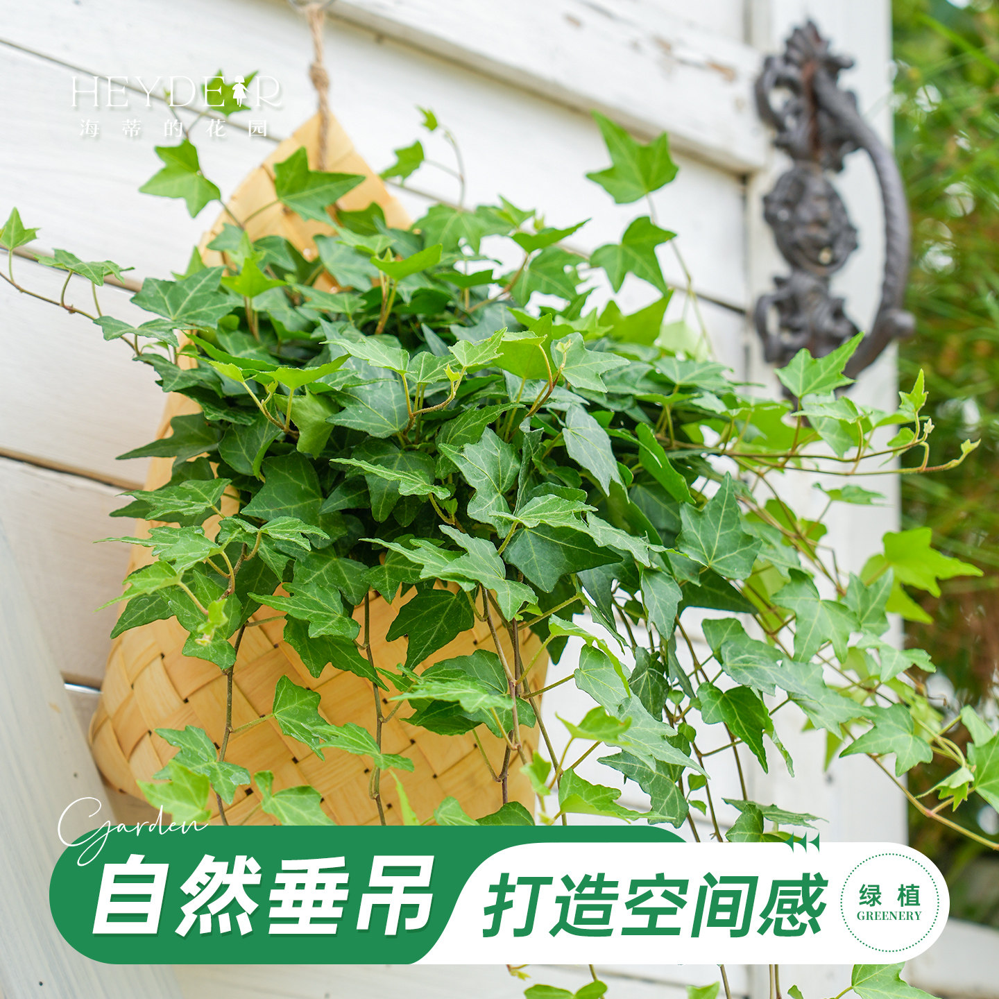 海蒂的花园常春藤木编挂盘室内阳台常绿耐阴观叶绿植绿化植物盆栽