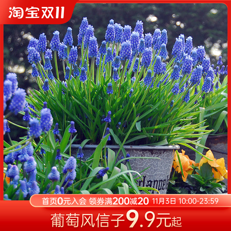 海蒂的花园葡萄风信子种球花卉多年生盆栽植物好养易复花球根裸球