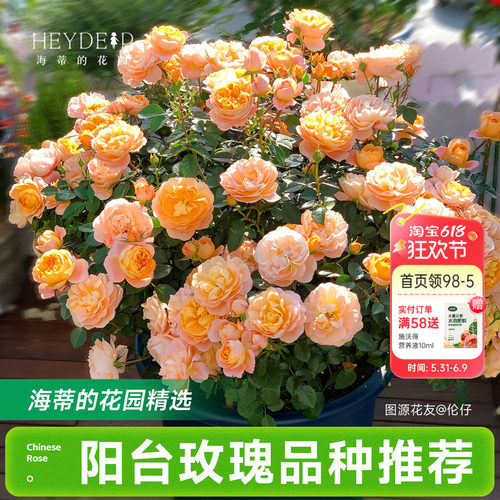 海蒂的花园月季花苗阳台玫瑰盆栽开花直立爬藤垂吊栽种花卉植物