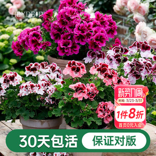 海蒂的花园天竺葵花苗盆栽重瓣四季垂吊直立大花飞溅花卉植物室内