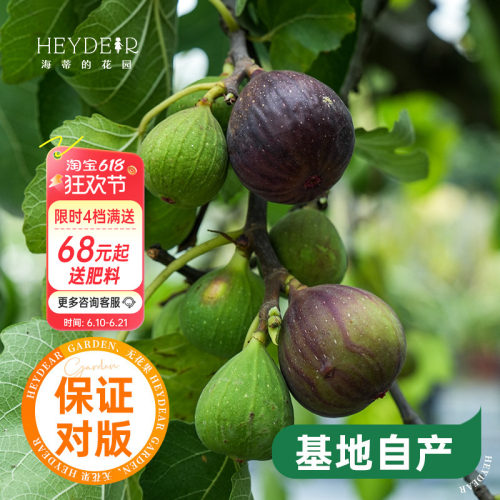 海蒂的花园水果树苗无花果