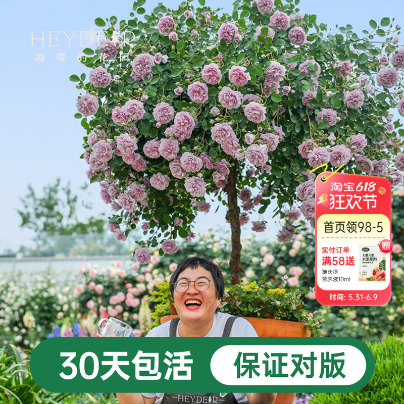 海蒂的花园蓝色阴雨爬藤月季四季阳台庭院垂吊花卉植物盆栽花苗