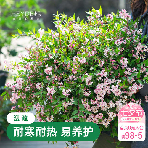 春天花瀑布溲疏海蒂的花园灌木