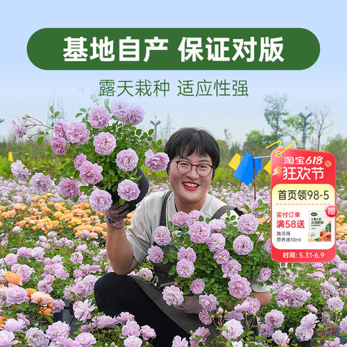 海蒂的花园月季花苗盆栽小苗爬藤玫瑰果汁阳台地栽花苗