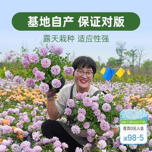 海蒂的花园月季花苗盆栽小苗爬藤玫瑰果汁阳台地栽花苗
