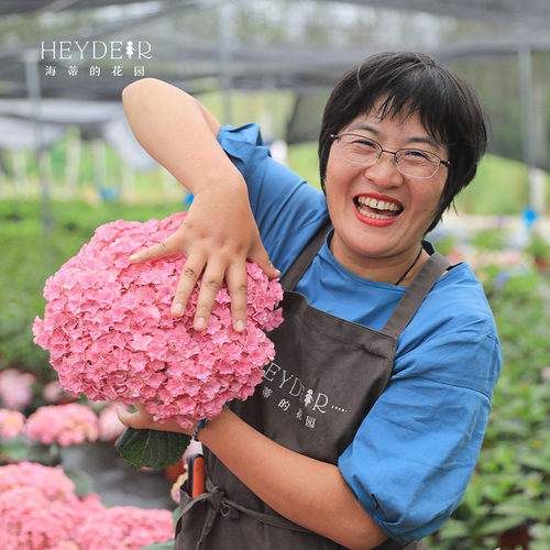大花直立绣球海蒂的花园