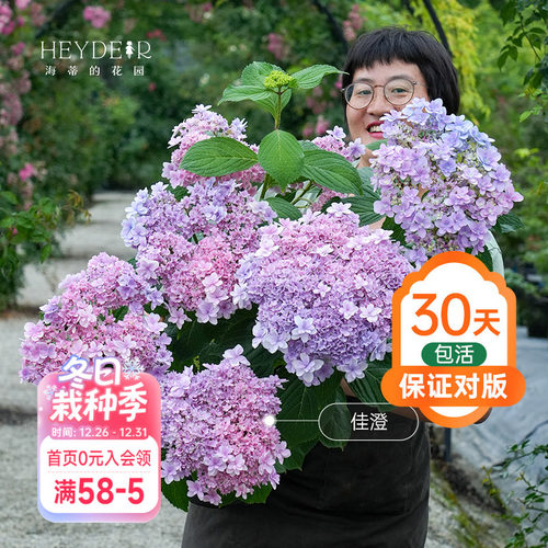 海蒂的花园绣球无尽银河庭院阳台