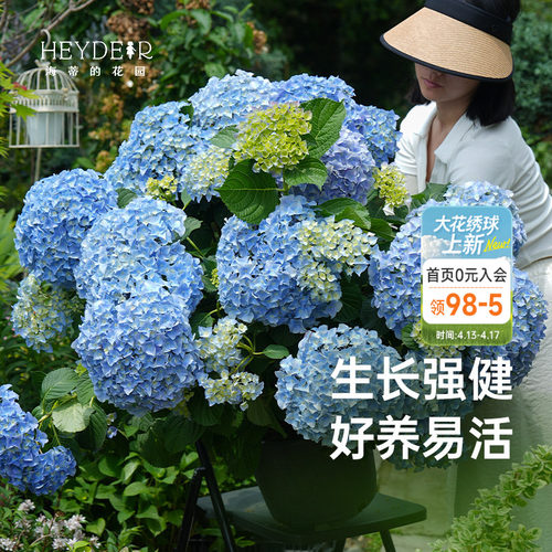 海蒂的花园绣球花大海蓝新品大花新老枝开花切花品种庭院花卉盆栽