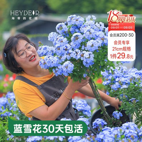 海蒂的花园蓝雪花盆栽耐热阳台可爬藤四季好养易活花卉植物室内花