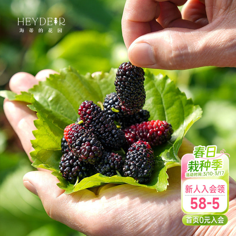 海蒂的花园桑葚树苗长果桑白玉王水果小苗南北方种植盆栽果树果苗