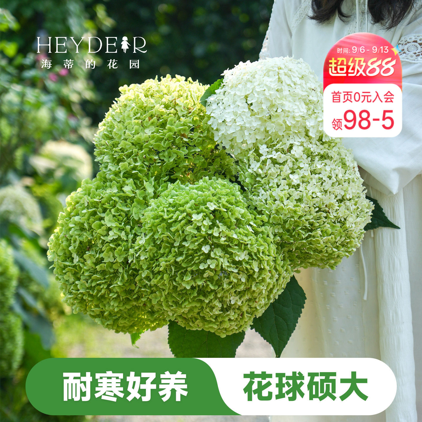 海蒂的花园木绣球贝拉安娜耐寒图片