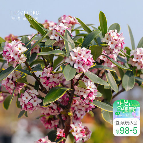 海蒂金边瑞香客厅花卉植物