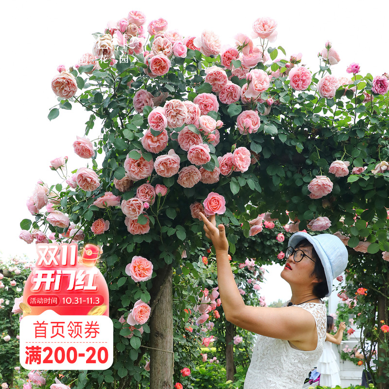 海蒂的花园月季花苗舍农索城堡的女人们玫瑰欧月爬藤植物花卉盆栽