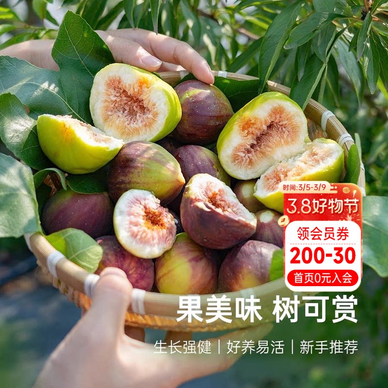 海蒂的花园无花果树果苗盆栽庭院家庭地栽水果树苗好种易养