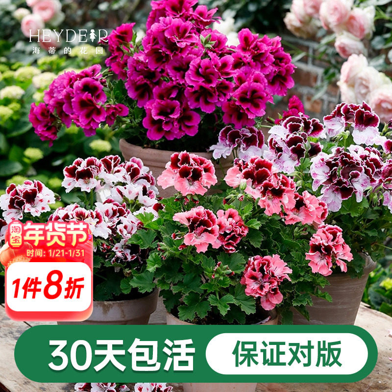 海蒂的花园天竺葵花苗盆栽重瓣四季垂吊直立大花飞溅花卉植物室内,鲜花速递/花卉仿真/绿植园艺,时令草本花卉,淘宝优惠券,粉丝福利购,淘宝优惠卷
