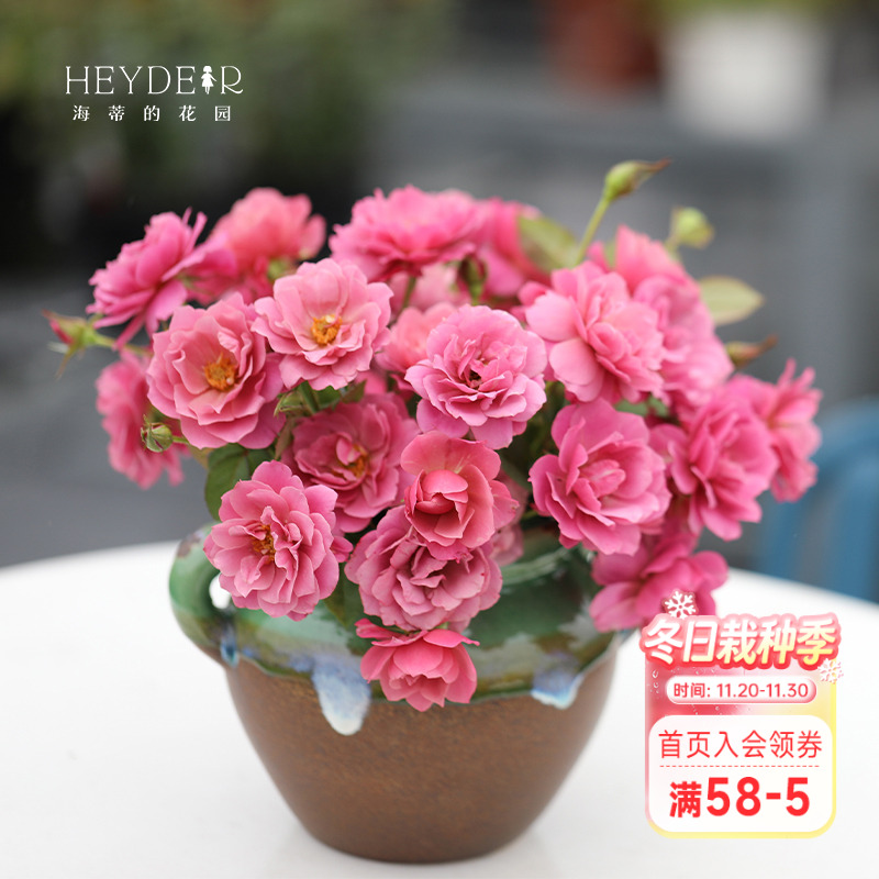 海蒂的花园复古色露台盆栽苗灌木