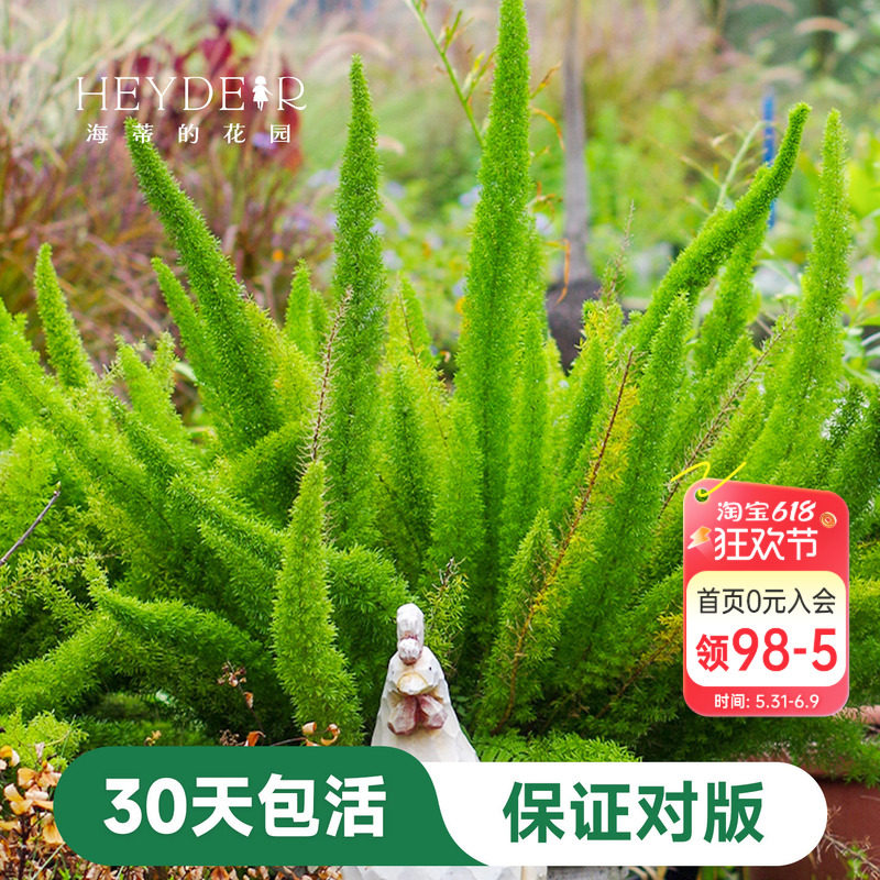 海蒂的花园狐尾天门冬盆栽苗多年生常绿植物室外庭院花境观叶绿植