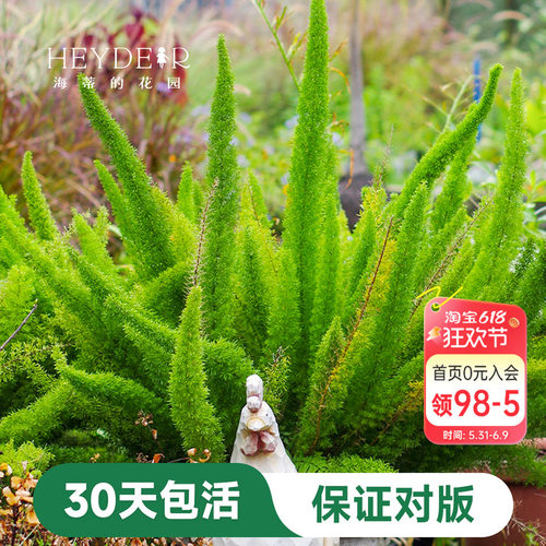 盆栽苗狐尾天门冬海蒂花叶