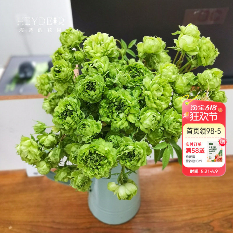 海蒂的花园  结绿珍微月直立月季绿色多季开花花量大花卉植物盆栽