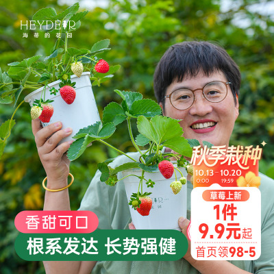 海蒂的花园草莓苗盆栽苗秧种子秋冬季多季结果原土原盆红颜奶油