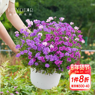 海蒂的花园 细叶美女樱多年生草本植物阳台庭院造景花卉盆栽苗