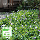 花园 海蒂 熊猫堇稀有多年生宿根地被植物花期长可垂吊盆栽苗